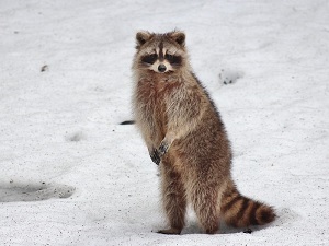 Raccoon